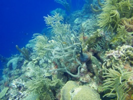 Reef IMG 5743